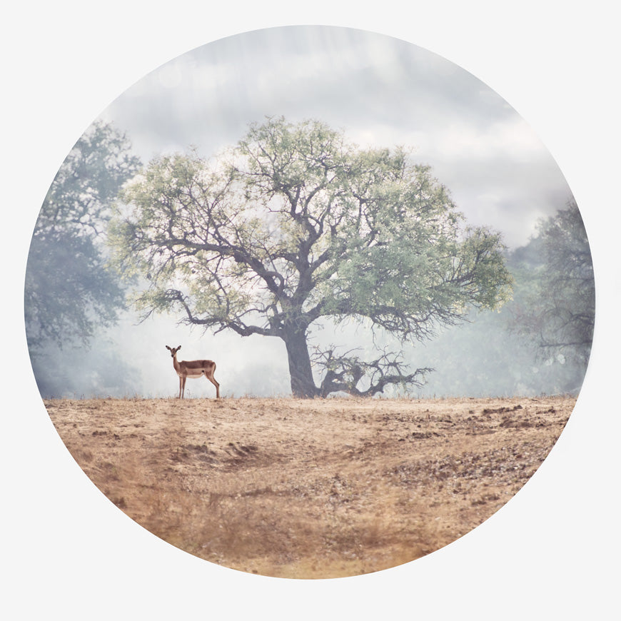 The Hazy African Morning | Nature Photography Art | Beautiful impala under a tree. These images have an ethereal feeling of weightlessness to ground you into nature, connect you with wildlife and immerse you in epic beauty. Fine art prints by photographer Belinda Robertson available for purchase here.