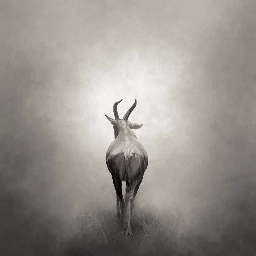 Art Prints | The Antelope. Beautifully crafted in monochrome to quiet, calm and enhance your space. The pieces in this series have an ethereal feeling of weightlessness. Photographed by Belinda Robertson.