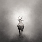 Art Prints | The Antelope. Beautifully crafted in monochrome to quiet, calm and enhance your space. The pieces in this series have an ethereal feeling of weightlessness. Photographed by Belinda Robertson.