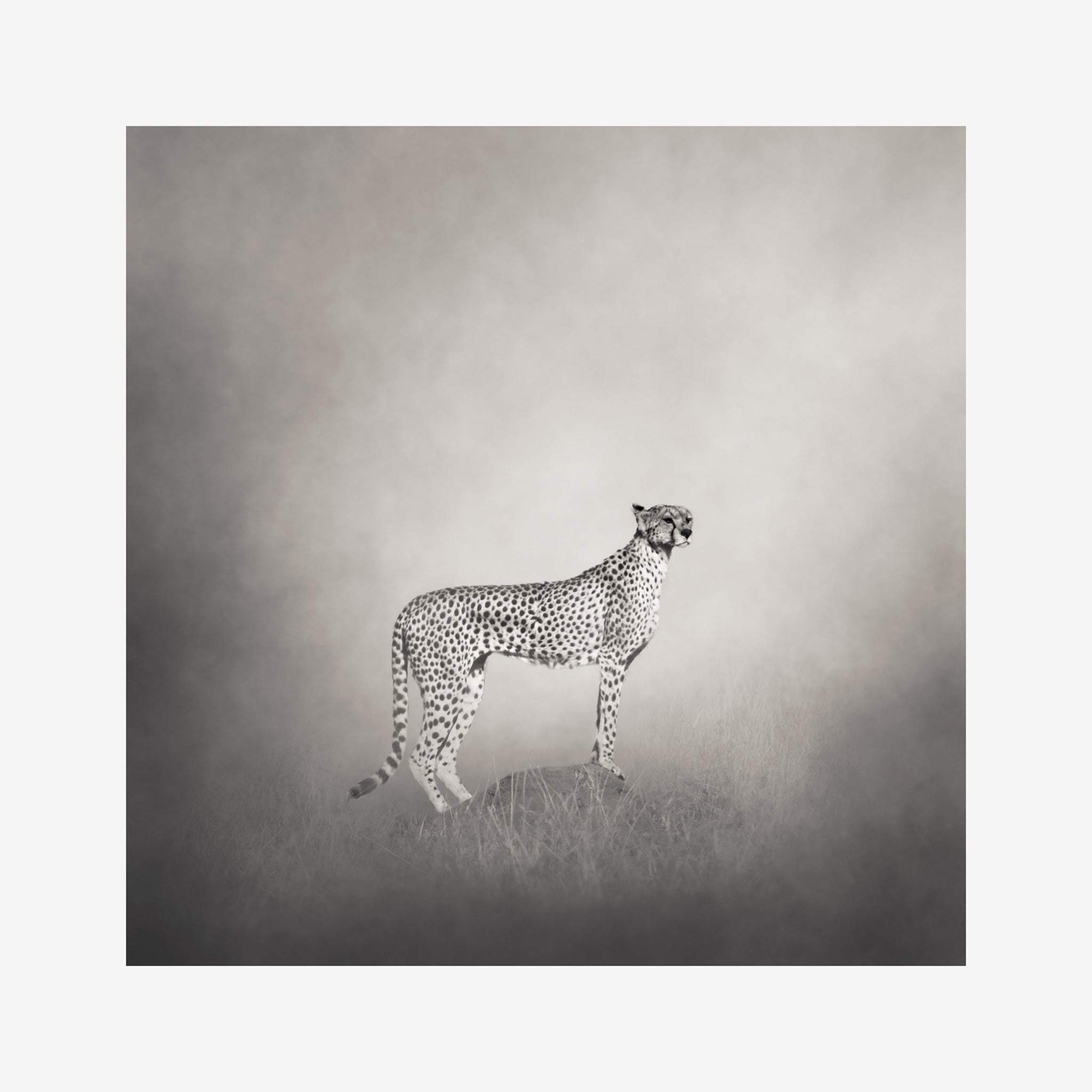 Black and White Animal Photography | The Cheetah Print. This delicious animal enveloped in a hazy mist is available printed on Fine Art Paper and ®Tyvek. Spectacular piece of wildlife art for your wall.