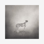 Black and White Animal Photography | The Cheetah Print. This delicious animal enveloped in a hazy mist is available printed on Fine Art Paper and ®Tyvek. Spectacular piece of wildlife art for your wall.