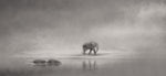 Black and White Animal Pictures | The Elephant + the Hippos Print. Beautiful elephant walking along river bed with 2 hippos walking in the water. Africa is one of those magical places where there is visual feast waiting to be discovered at very turn. Photographed by Belinda Robertson.