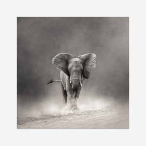 Wildlife Art | The Elephant Print. The pieces in this series have an ethereal feeling of weightlessness to ground you into nature, connect you with wildlife and immerse you in epic beauty. This delicious animal enveloped in a hazy mist is available printed here. Photographed by Belinda Robertson.