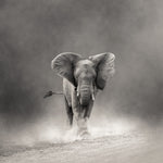 Wildlife Art | The Elephant Print. The pieces in this series have an ethereal feeling of weightlessness to ground you into nature, connect you with wildlife and immerse you in epic beauty. This delicious animal enveloped in a hazy mist is available printed here. Photographed by Belinda Robertson.