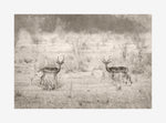 African Animal Art | The Impala Print in monotone with border. These images have an ethereal feeling of weightlessness to ground you into nature, connect you with wildlife and immerse you in epic beauty. Fine art prints by photographer Belinda Robertson available for purchase here.