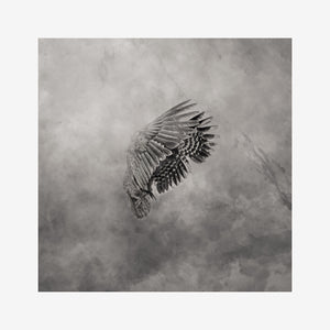 Kea Bird | The Kea. Beautifully crafted in monochrome these ethereal images will ground you into nature, connect you with wildlife and immerse you in epic beauty. Photographed by Nw Zealand Photographer Belinda Robertson.