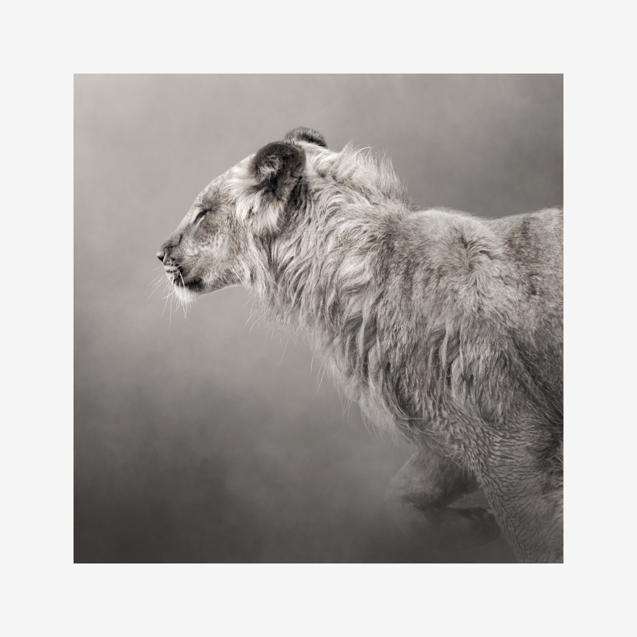 Fine Art Prints | The Lion. The pieces in this series have an ethereal feeling of weightlessness to ground you into nature, connect you with wildlife and immerse you in epic beauty. Spectacular piece of wildlife art for your wall photographed by Belinda Robertson.