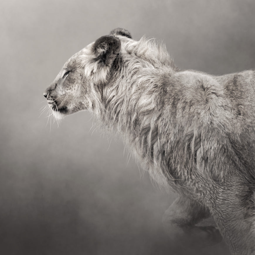 Fine Art Prints | The Lion. The pieces in this series have an ethereal feeling of weightlessness to ground you into nature, connect you with wildlife and immerse you in epic beauty. Spectacular piece of wildlife art for your wall photographed by Belinda Robertson.