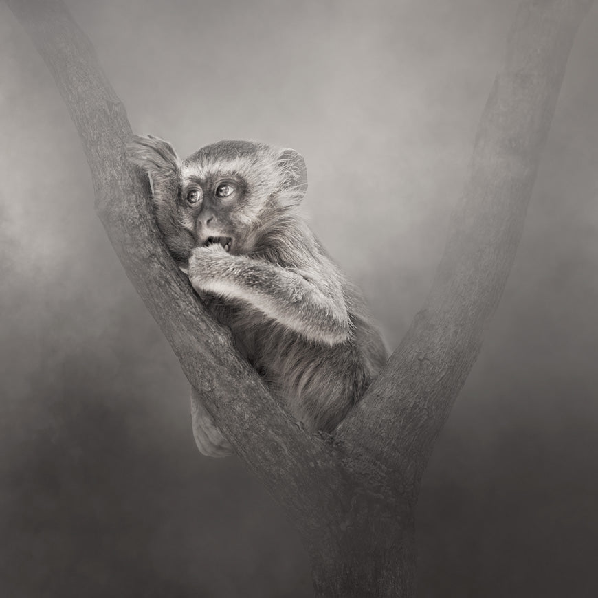 Monkey Art | The Monkey Print. Beautifully crafted in monochrome these ethereal images will ground you into nature, connect you with wildlife and immerse you in epic beauty. This delicious animal enveloped in a hazy mist is available printed on a lush Fine Art paper and on a strong spunbonded material. Photographed by Belinda Robertson.