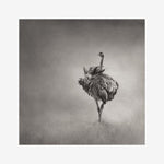 Beautiful | Wall Art | The Ostrich Print. Beautifully crafted in monochrome these ethereal images will ground you into nature, connect you with wildlife and immerse you in epic beauty. This delicious animal enveloped in a hazy mist is available printed on a lush Fine Art paper and on a strong spunbonded material.