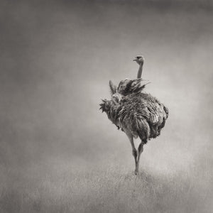 Beautiful | Wall Art | The Ostrich Print. Beautifully crafted in monochrome these ethereal images will ground you into nature, connect you with wildlife and immerse you in epic beauty. This delicious animal enveloped in a hazy mist is available printed on a lush Fine Art paper and on a strong spunbonded material.