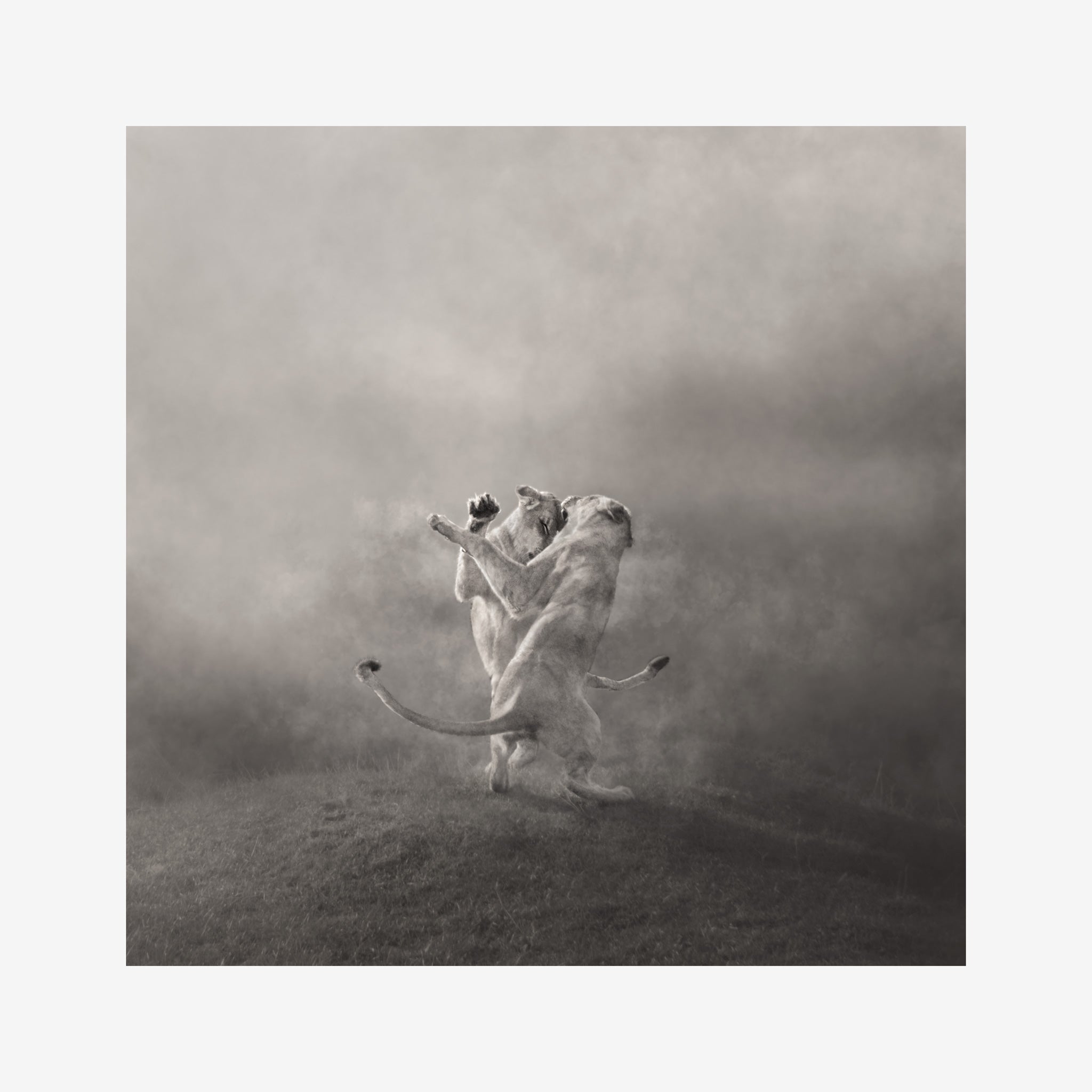 Lion Pictures | The Waring Self Print. Black and white image of Lions fighting in a hazy mist. Photographed by Belinda Robertson.